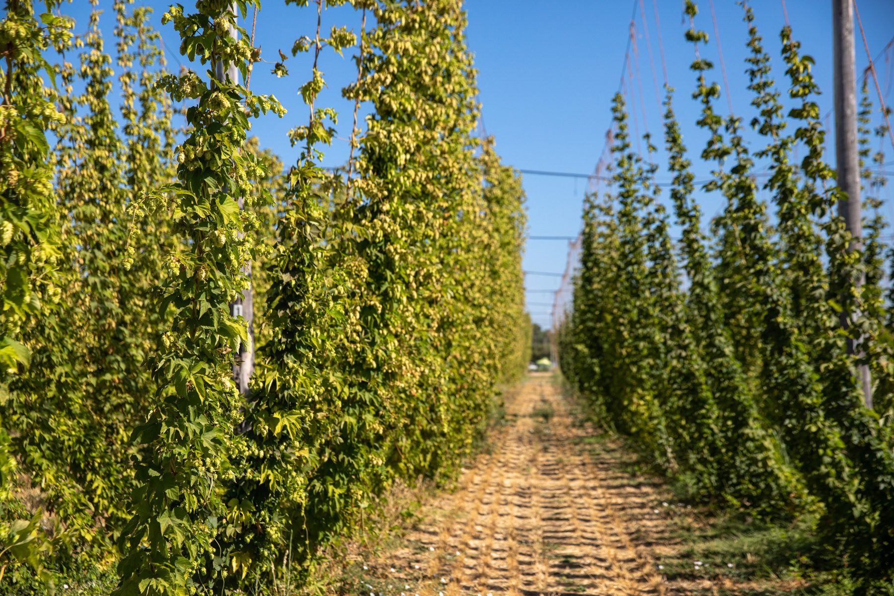 Looking down a row of Estate hops at Sierra Nevada Brewing Co.