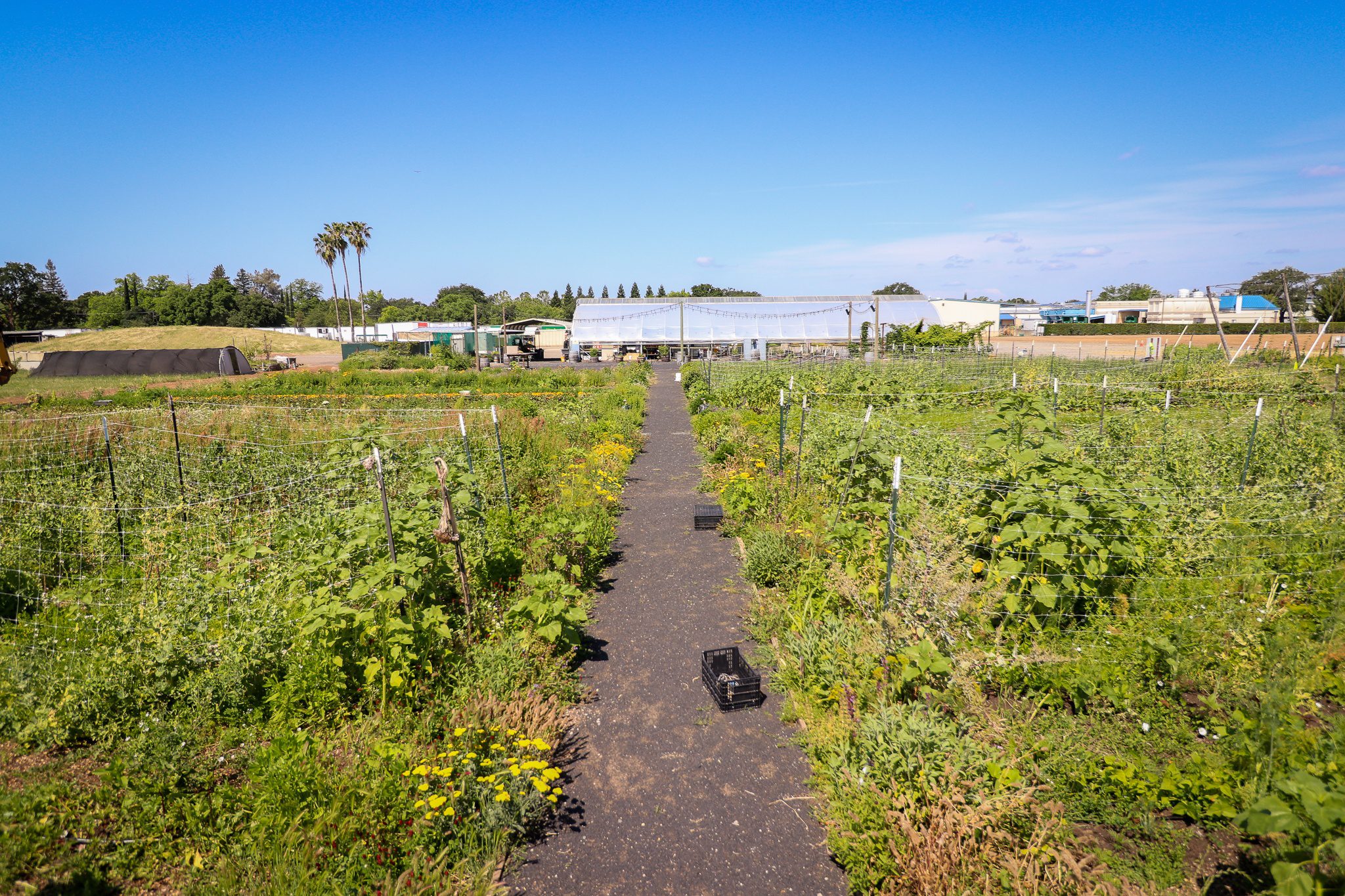 Wide view of Sierra Nevada Brewing Company garden with walking path